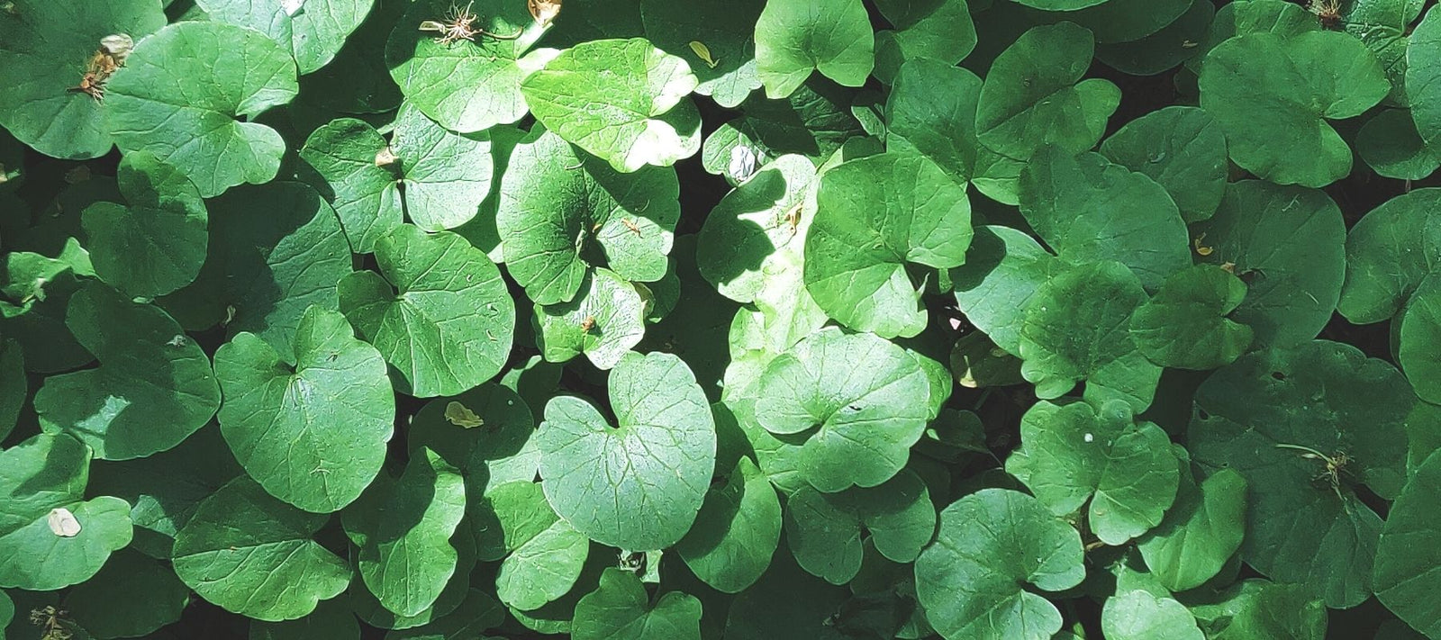 sustainability consumption keep our planet green