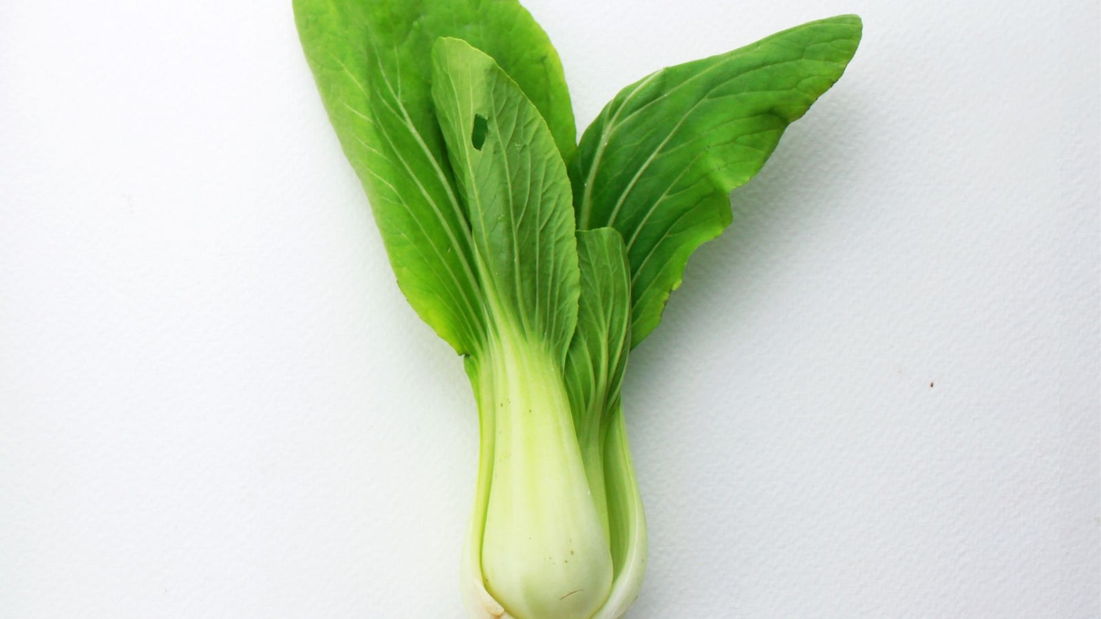 bok choy beeswax wrap challenge can beeswax wrap keep vegetables fresh for longer